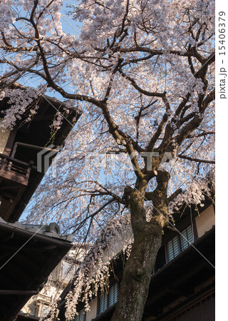 三寧坂 あけぼの亭 早咲きの糸桜 三寧坂 あけぼの亭 早咲きの糸桜 15406379
