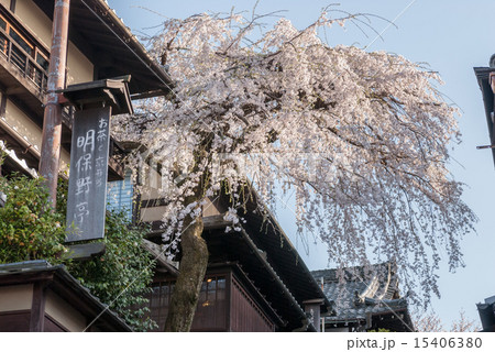 三寧坂　あけぼの亭　早咲きの糸桜 15406380