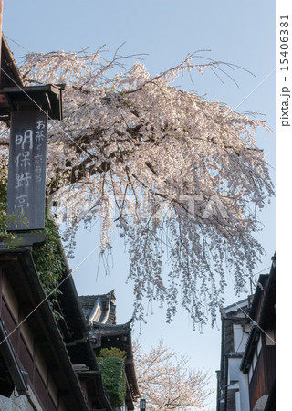 三寧坂 あけぼの亭 早咲きの糸桜 三寧坂 あけぼの亭 早咲きの糸桜 15406381