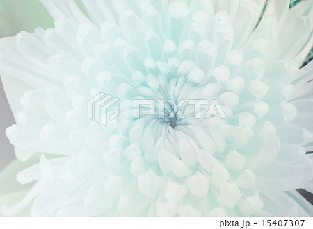 chrysanthemum flower in soft style 15407307