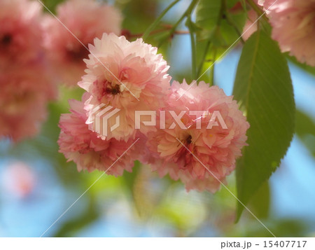 ヒヨドリ桜 15407717