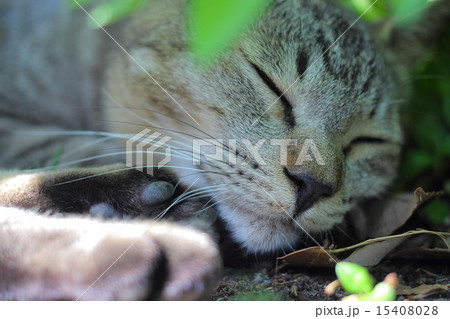 猫15 15408028