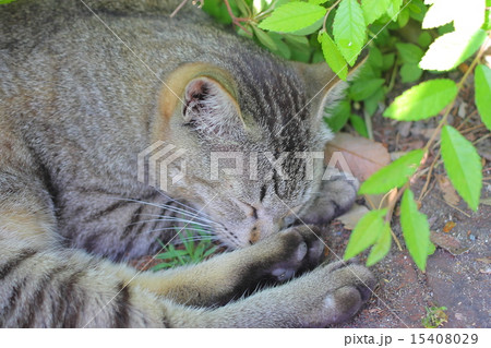 猫16 15408029
