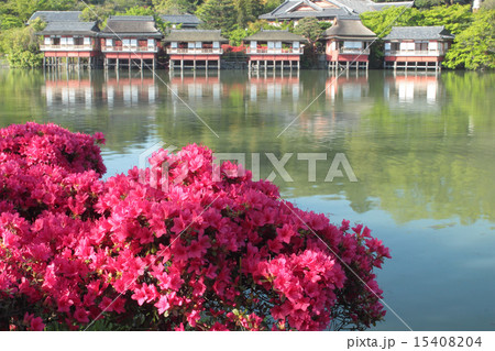 京都 長岡天満宮 キリシマツツジ 京都 長岡天満宮 キリシマツツジ 15408204