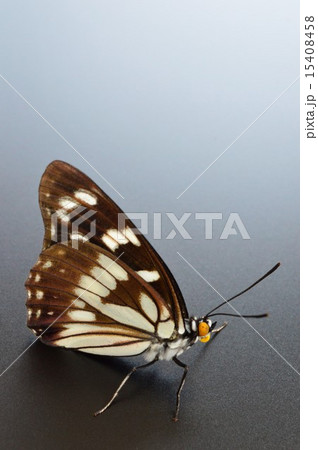 ゴマダラ蝶 黒バック ゴマダラ蝶 黒バック 15408458