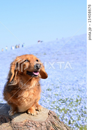 ネモフィラの丘♪ ネモフィラの丘♪ 15408676