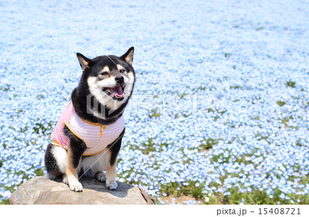 ネモフィラの丘♪ ネモフィラの丘♪ 15408721