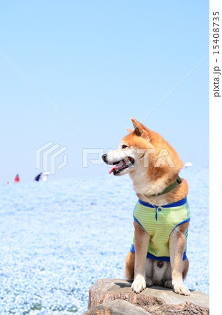 ネモフィラの丘♪ ネモフィラの丘♪ 15408735