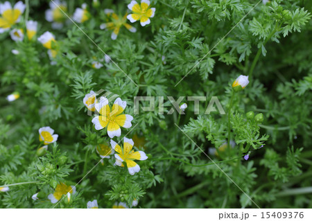 リムナンテスの花と雨雫の写真素材