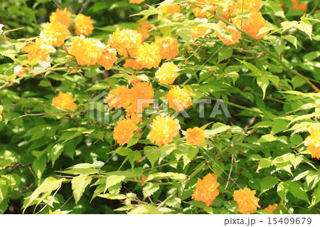 ヤマブキの花 ヤマブキの花 15409679