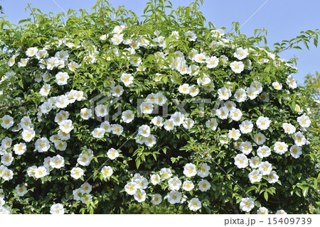 ナニワイバラ ナニワイバラ 15409739