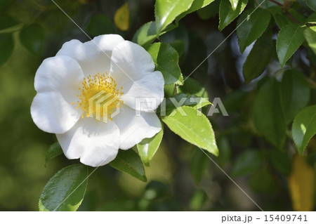 ナニワイバラ ナニワイバラ 15409741