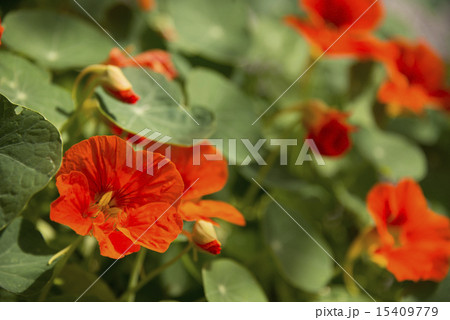 ナスタチウム Nasturtium ナスタチウム Nasturtium 15409779