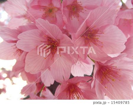 桜 さくら 桜 さくら 15409785