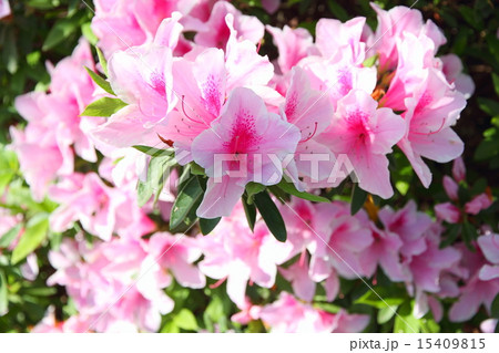 サツキの花 サツキの花 15409815