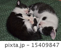 こねこ 15409847