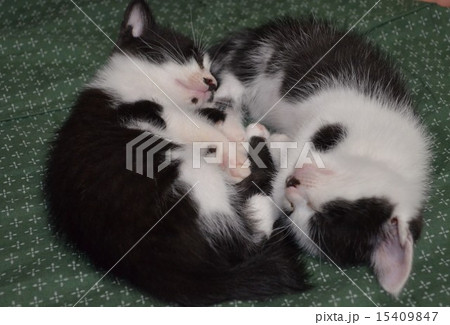 こねこ 15409847