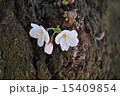 桜 15409854