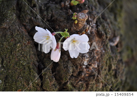 桜 15409854
