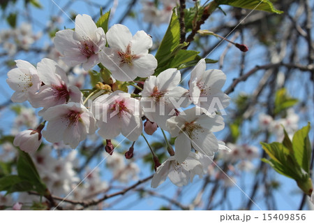 桜 15409856