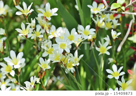 スパラキシス 15409873