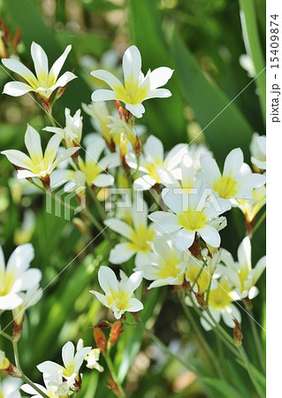 スパラキシス 15409874