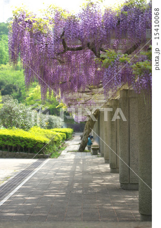 藤の花 15410068