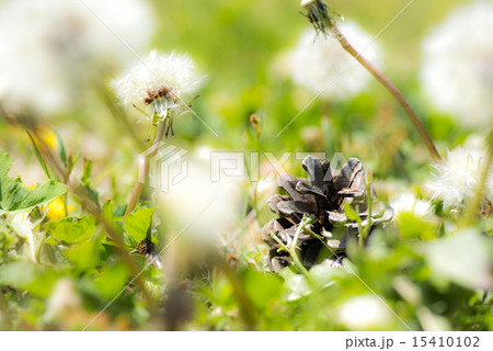 タンポポの種と松ぼっくり 15410102