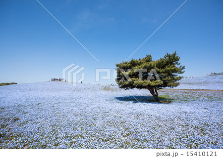 国営ひたち海浜公園のネモフィラ 15410121