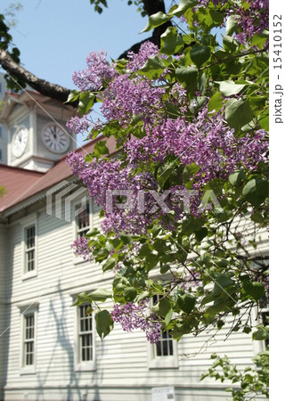 札幌市時計台の春 15410152