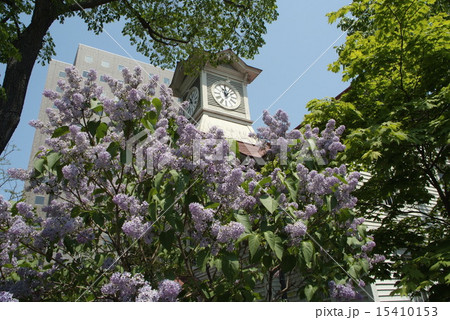 札幌市時計台の春 15410153