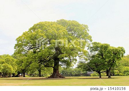新緑 新緑 15410156
