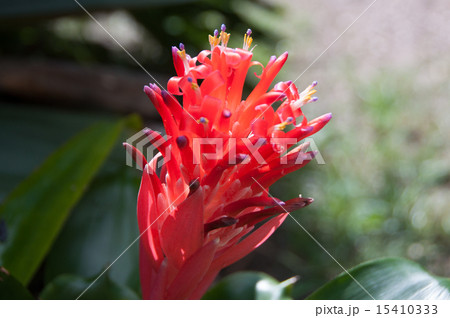 ブロメリア　ビルベルギア　横　斜め上から 15410333