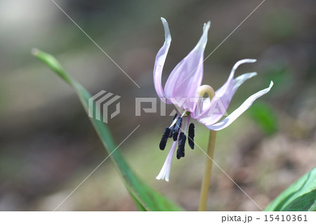 かたくりの花 かたくりの花 15410361