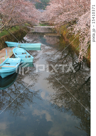 川下りの舟と水面に映る桜 川下りの舟と水面に映る桜 15410371