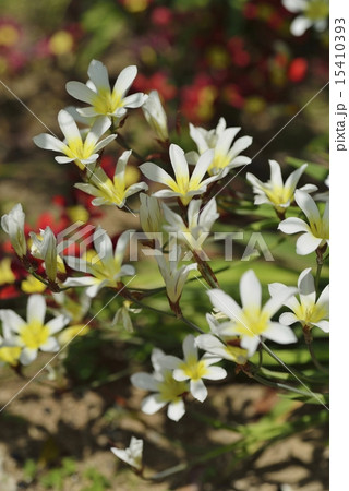 ワンドフラワー 15410393