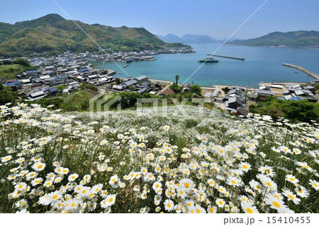 除虫菊の咲く丘 除虫菊の咲く丘 15410455