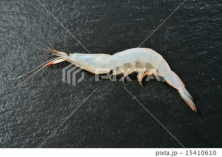 富山県産のシラエビ（白えび）。 15410610