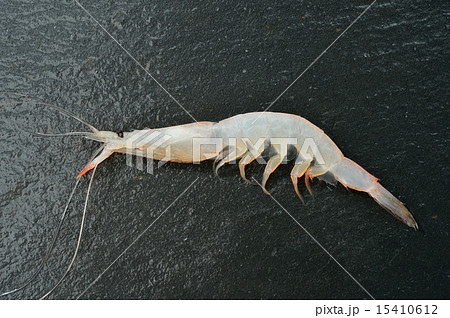 富山県産のシラエビ（白えび）。 15410612