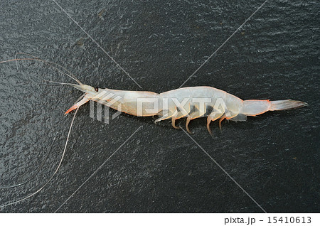 富山県産のシラエビ（白えび）。 15410613