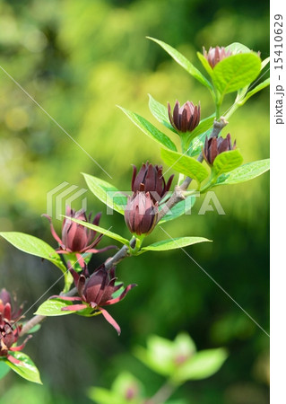 アメリカロウバイ(クロバナロウバイ) アメリカロウバイ(クロバナロウバイ) 15410629