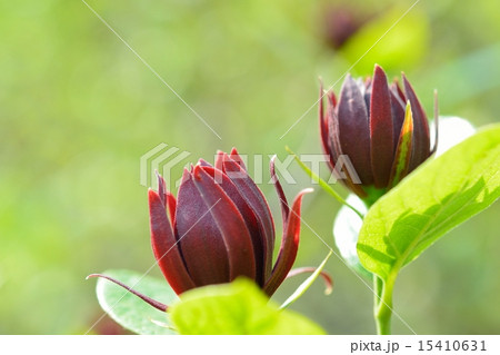 アメリカロウバイ(クロバナロウバイ) アメリカロウバイ(クロバナロウバイ) 15410631