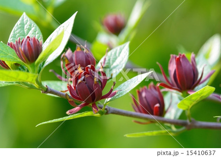 アメリカロウバイ(クロバナロウバイ) アメリカロウバイ(クロバナロウバイ) 15410637