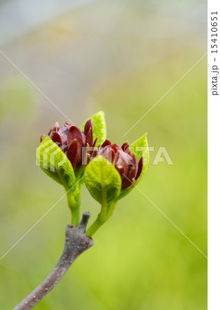 アメリカロウバイ(クロバナロウバイ) アメリカロウバイ(クロバナロウバイ) 15410651