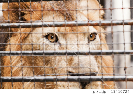 Lion in a cage 15410724