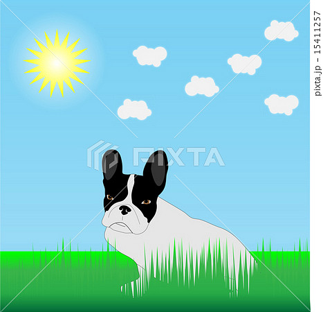French Bulldog in the grass in the sun 15411257