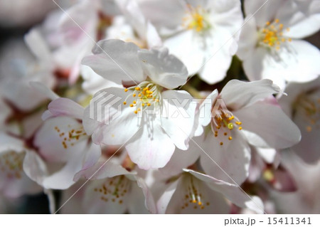 桜 桜 15411341