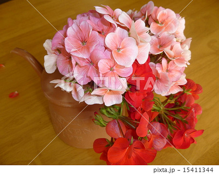 ゼラニウム咲く 15411344