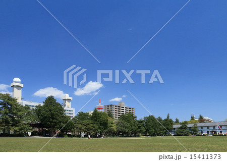 一足早い鯉のぼりが泳ぐ春の榴岡公園 15411373