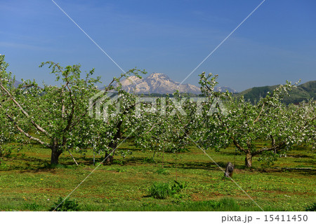 妙高山とリンゴ畑 15411450